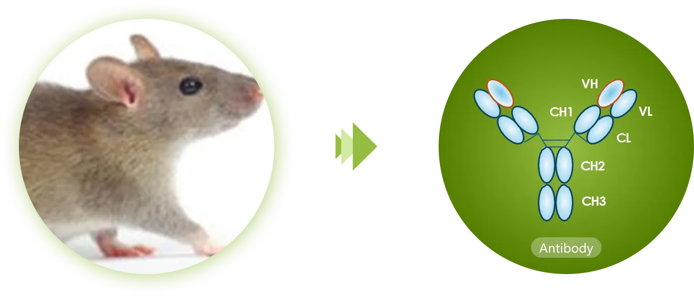 camouse-single-domain-antibody-platform-img