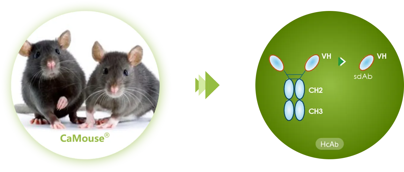 camouse-single-domain-antibody-platform-img