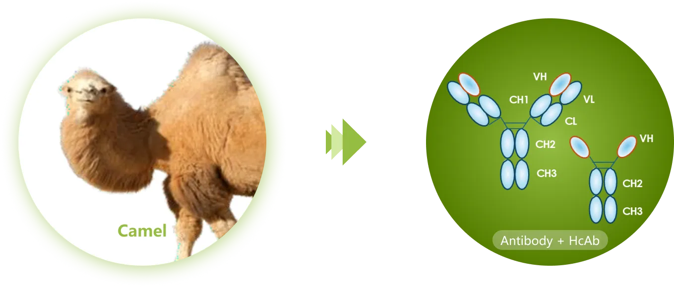 camouse-single-domain-antibody-platform-img