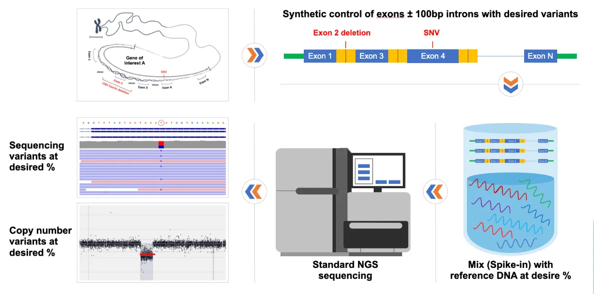 positive-control-synthesis-img-1