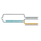 Gene Editing
